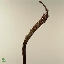 HEESTER Salix udensis 'Sekka' Japan Bandwilg bloemsierkunst, Overige soorten, Volle zon, Vaste plant, Ophalen of Verzenden
