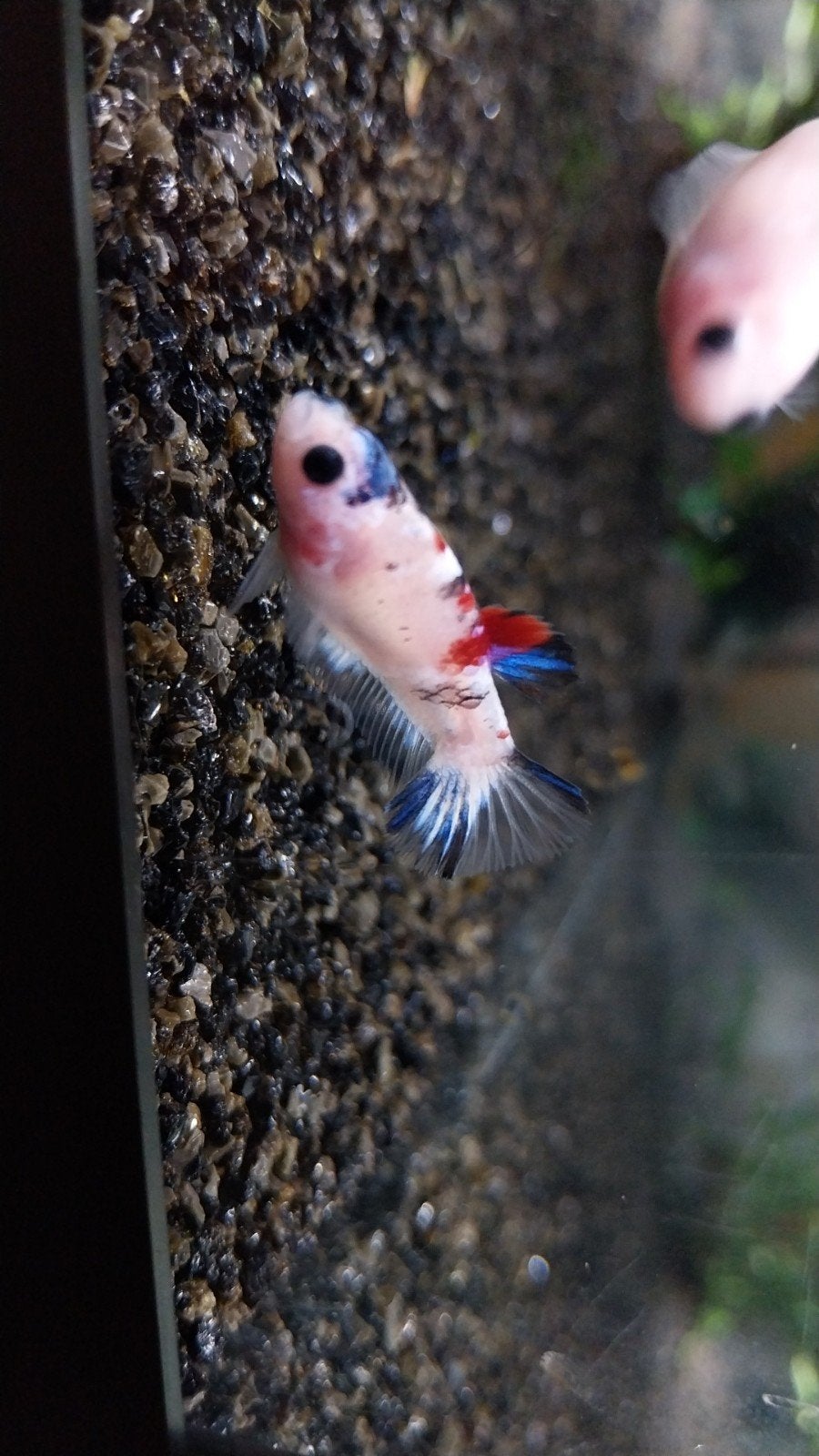 Mooie galaxy marble koi betta vrouw, Vis, Zoetwatervis