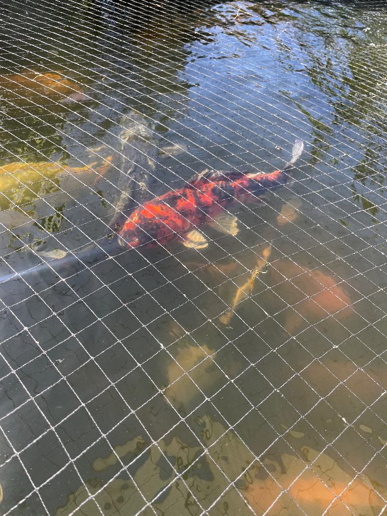 Hi Utsuri Japanse koi, Dieren en Toebehoren, Vissen | Vijvervissen, Karper of Koi