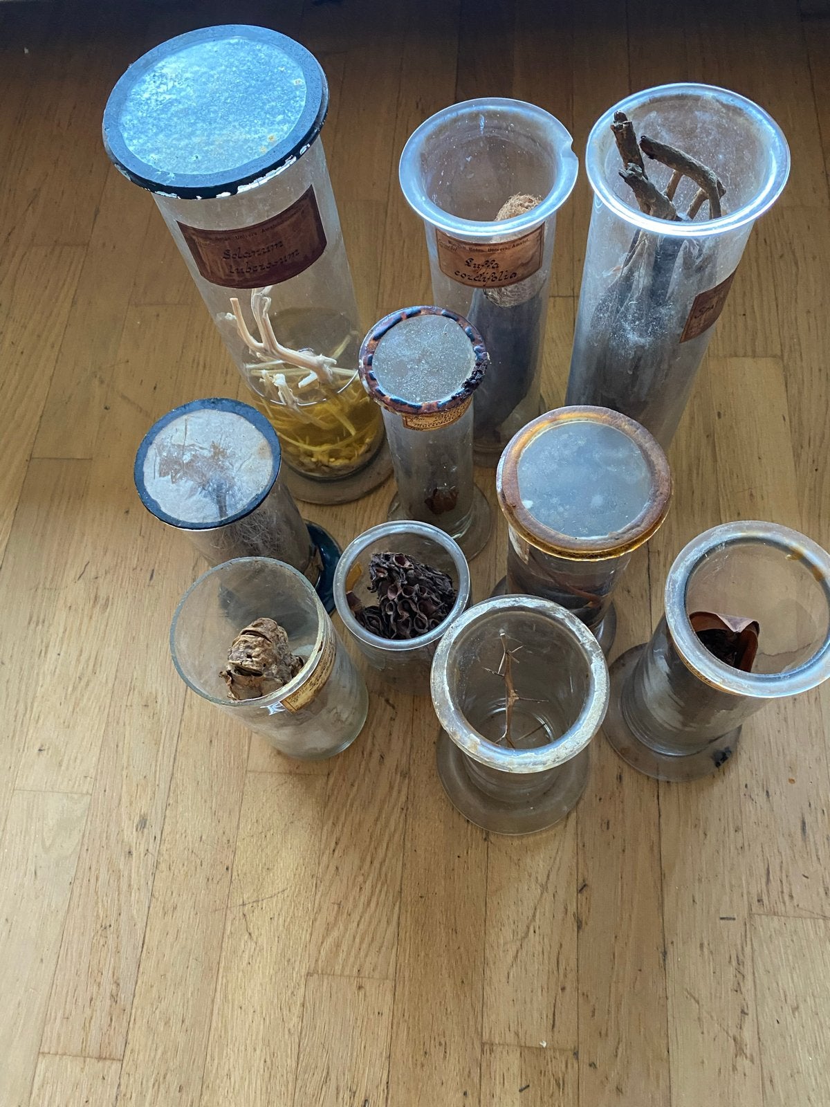 Unieke collectie planten van het Hortus Museum Amsterdam, Ophalen of Verzenden, Gebruikt