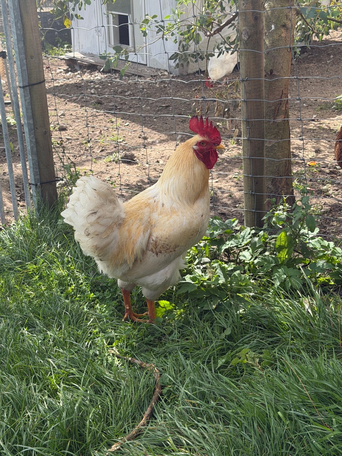 Hanen kruising brahma, Dieren en Toebehoren, Mannelijk, Kip