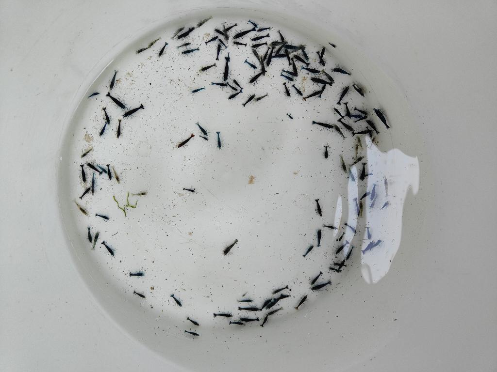 150+ garnalen mix, Dieren en Toebehoren, Vissen | Aquariumvissen, Kreeft, Krab of Garnaal, Zoetwatervis