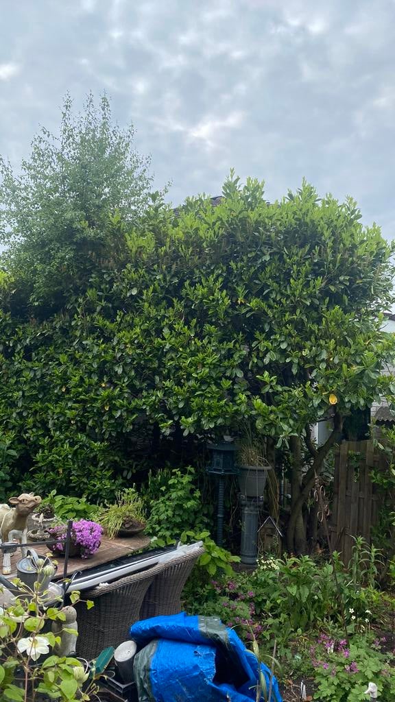 Haag inkorten, Tuin en Terras, Planten | Bomen, Volle zon, Bloeit niet, Minder dan 100 cm, Overige soorten