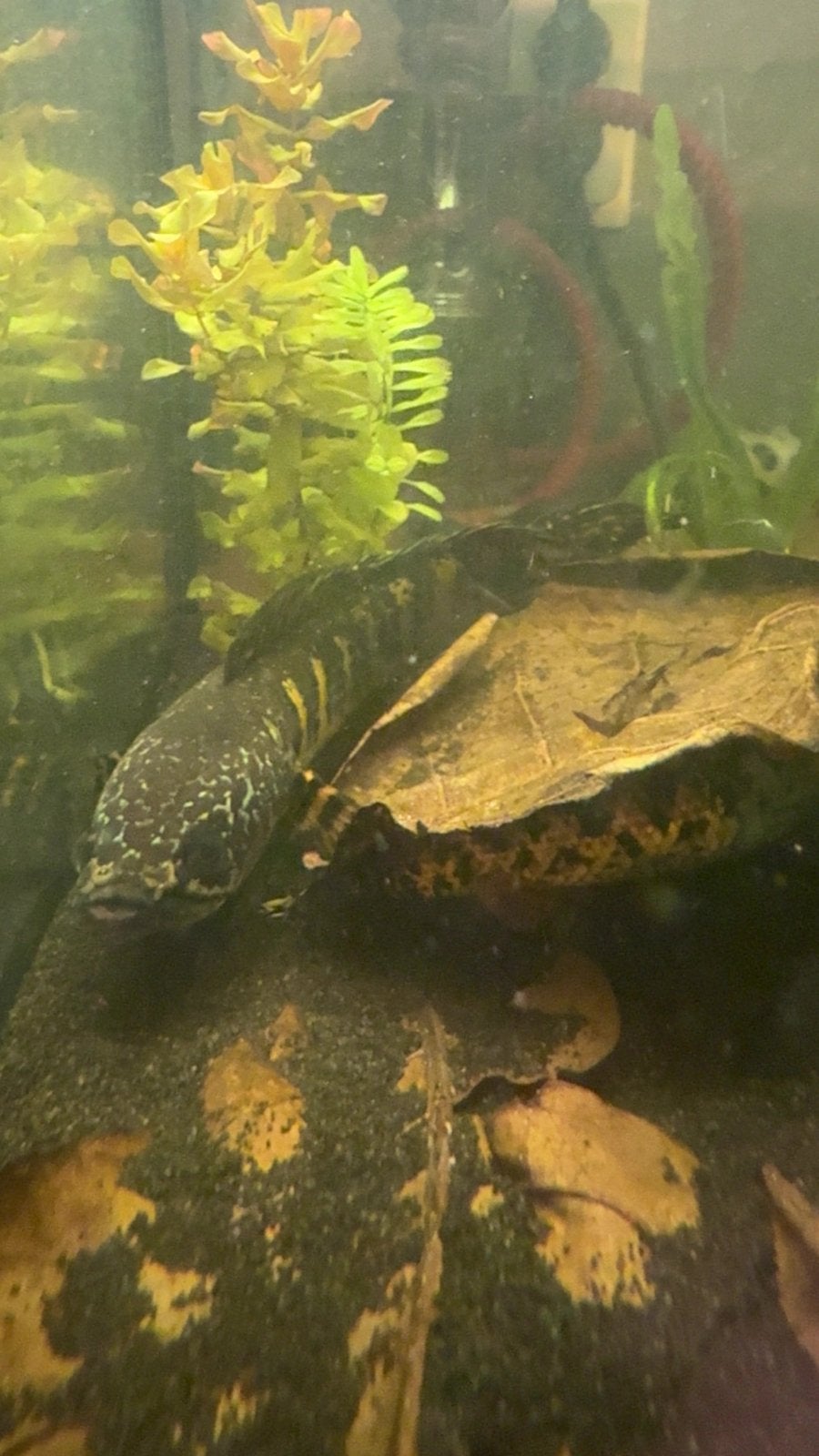 2 koppels Channa aurantimaculata (Golden Cobra Snakehead), Vis