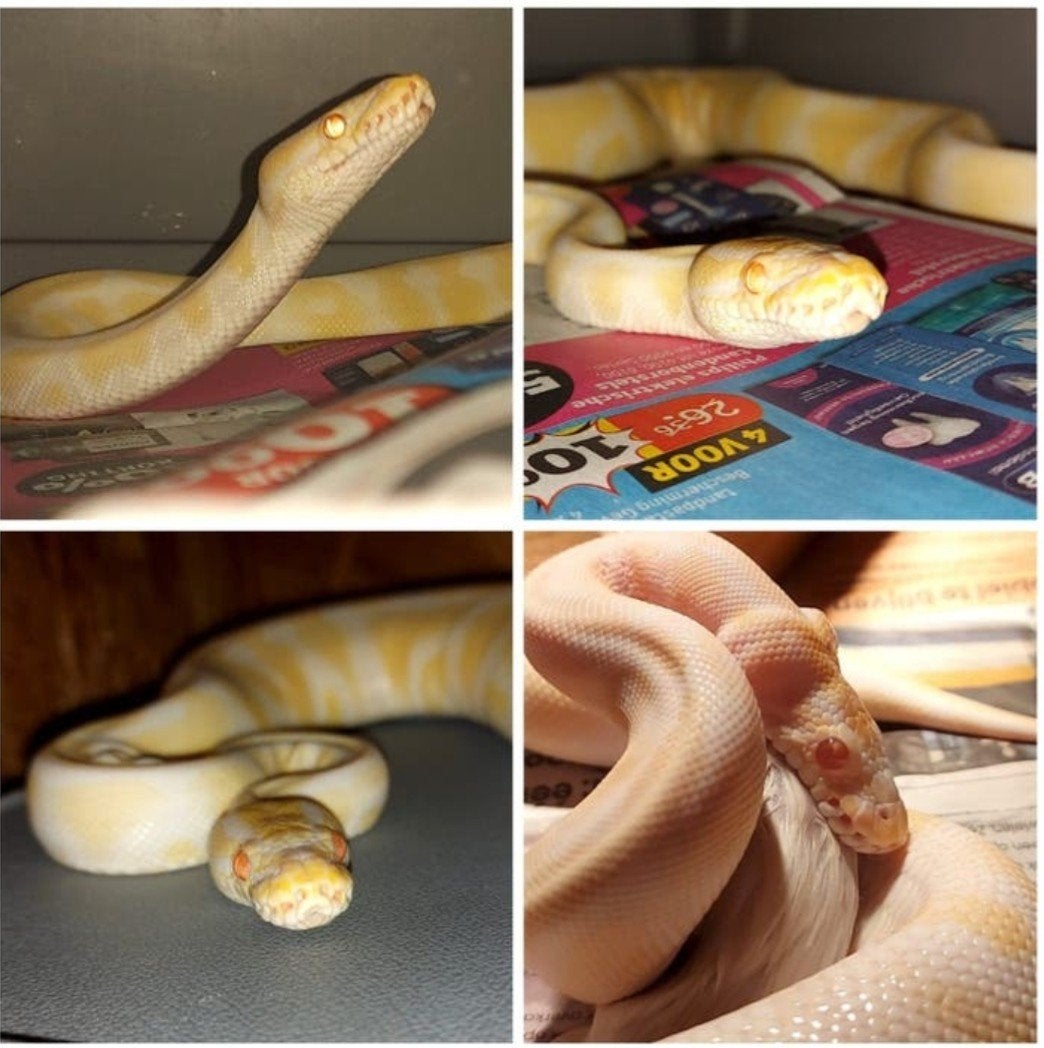 Koppel Ball Pythons Ball Python photo 6