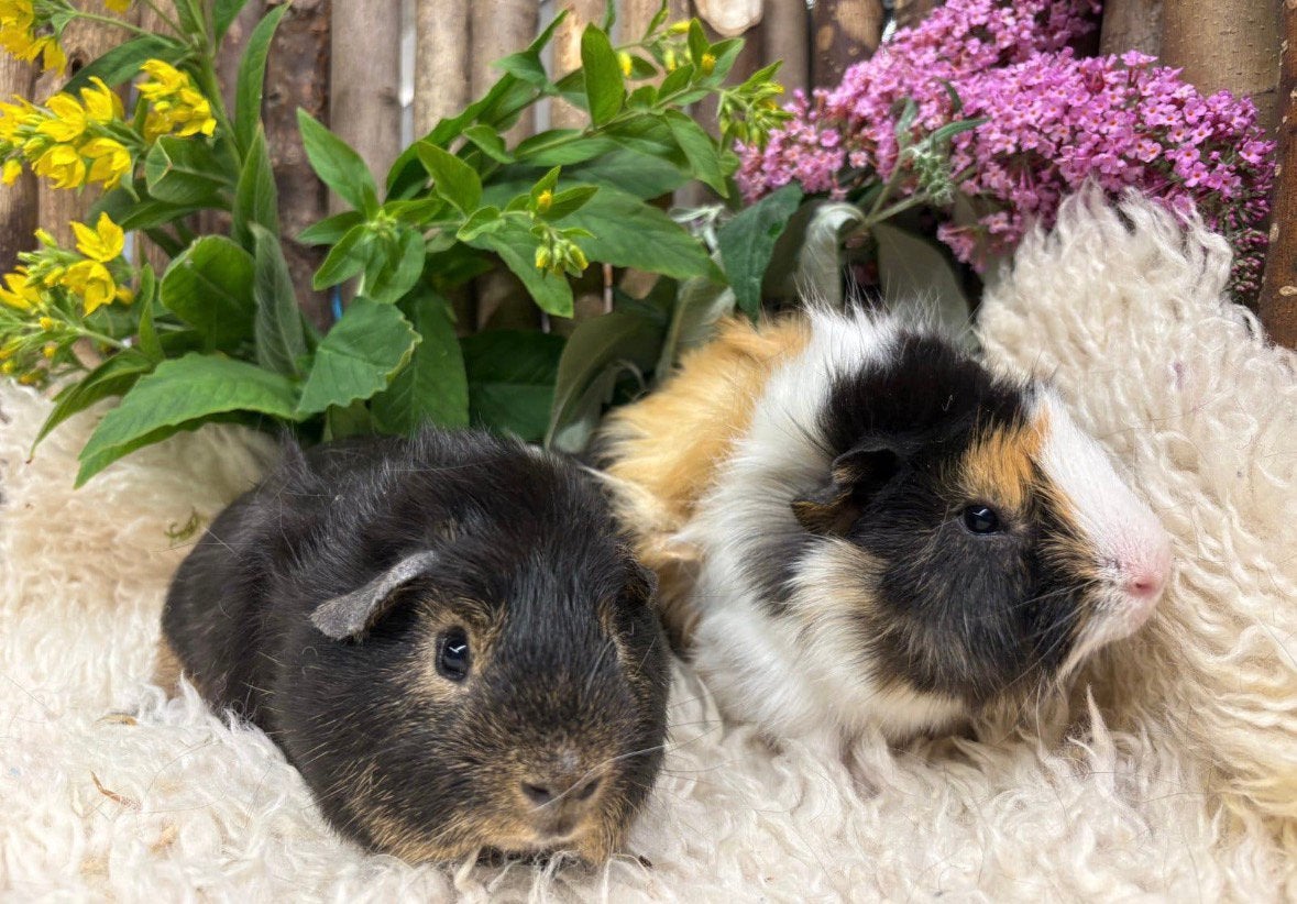 Super knap cavia koppel ( met zorg gematcht), Cavia, April, Mannelijk, Tam