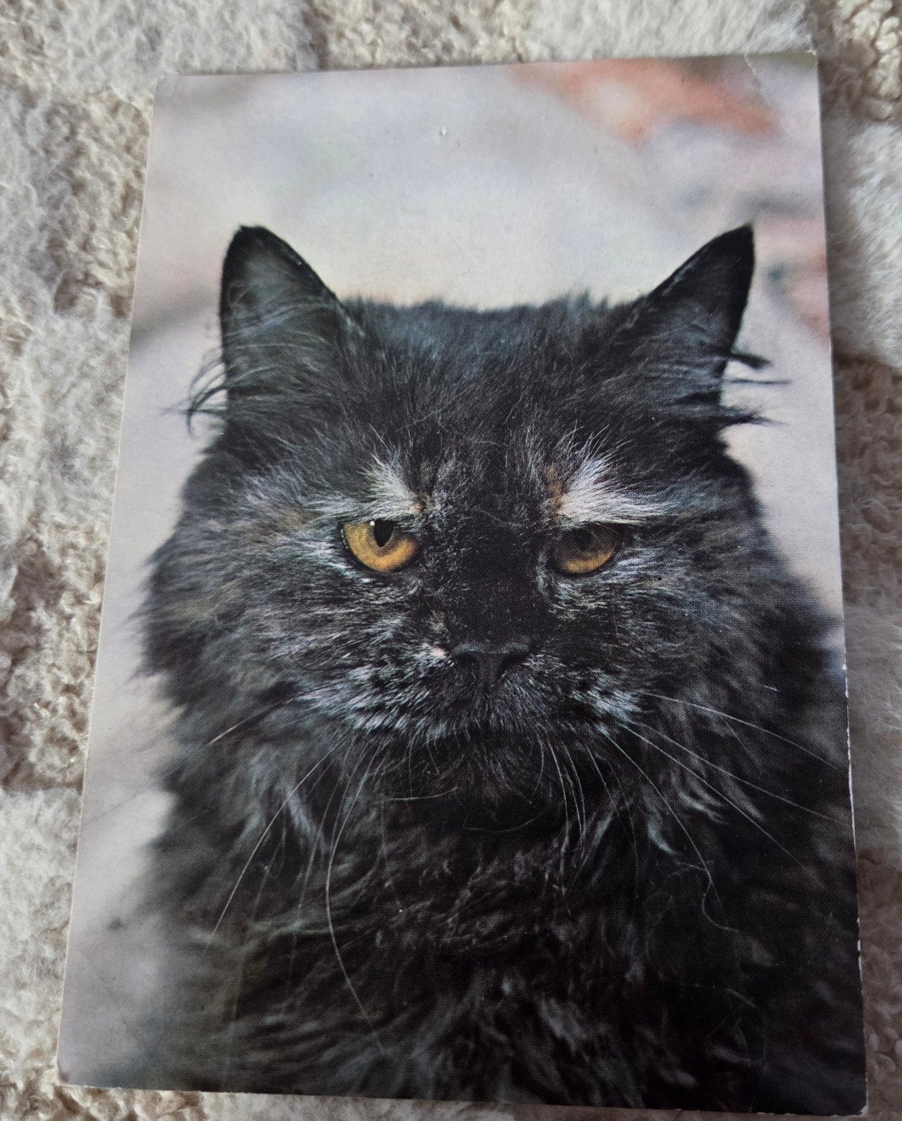 Oude ansichtkaart met kat - Geschreven in 1988, Verzenden, 1980 tot heden, Gelopen, Hond of Kat