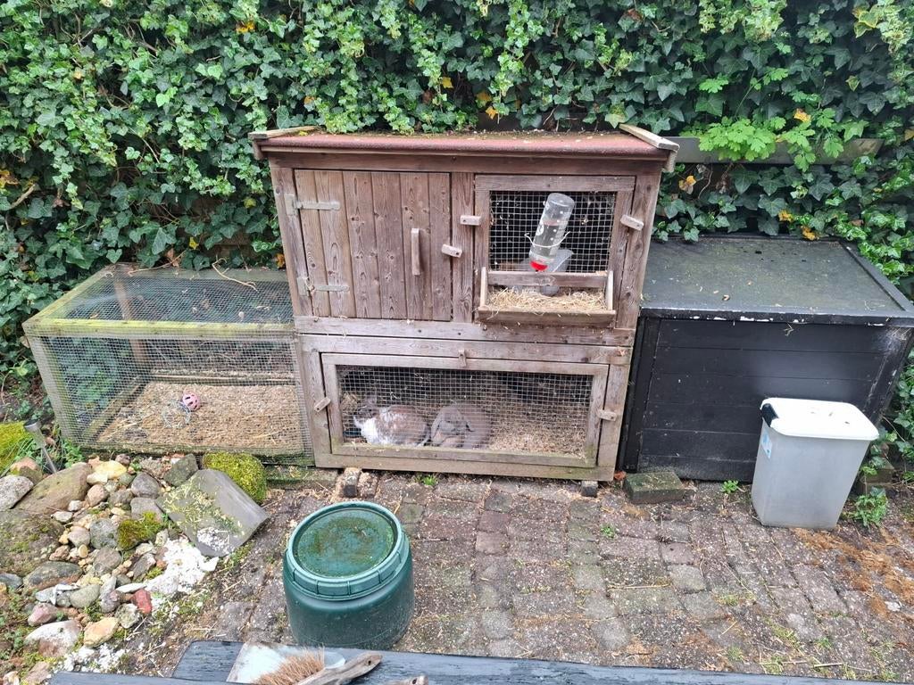 2 lieve dwerghangoor konijnen met hok/ verblijf, Meerdere dieren, Hangoor