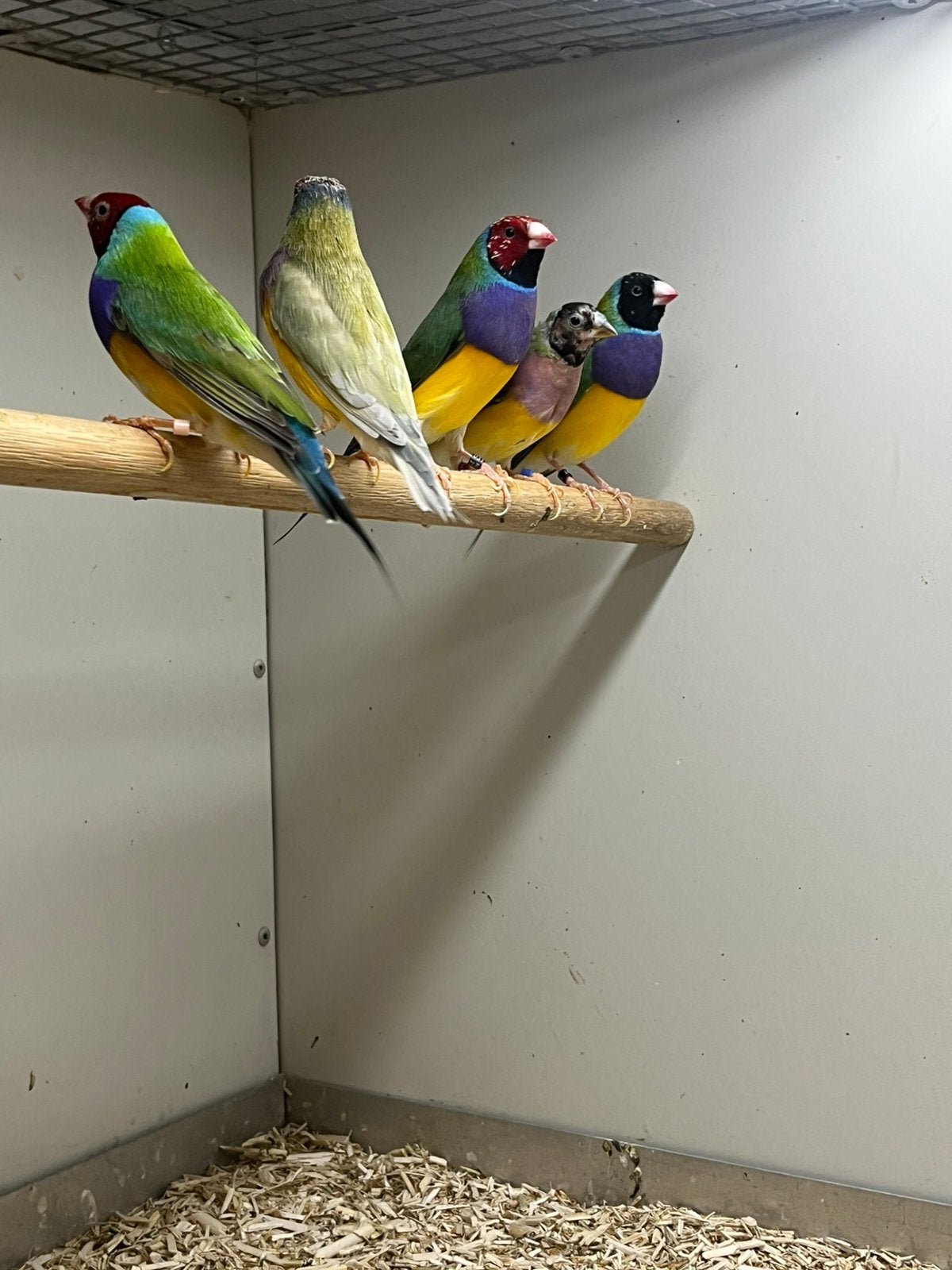 Div Gouldamadines, Dieren en Toebehoren, Meerdere dieren, Tropenvogel, Geringd