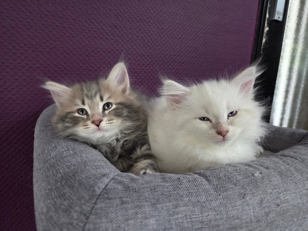 Siberische boskat kittens, Dieren en Toebehoren, Meerdere dieren, Met stamboom, 0 tot 2 jaar