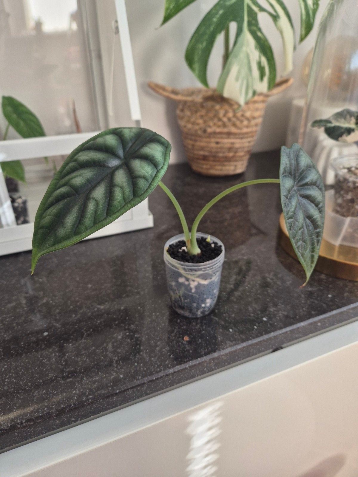 Alocasia baby plantjes (dragonscale, frydek en polly), Ophalen, Halfschaduw, Minder dan 100 cm