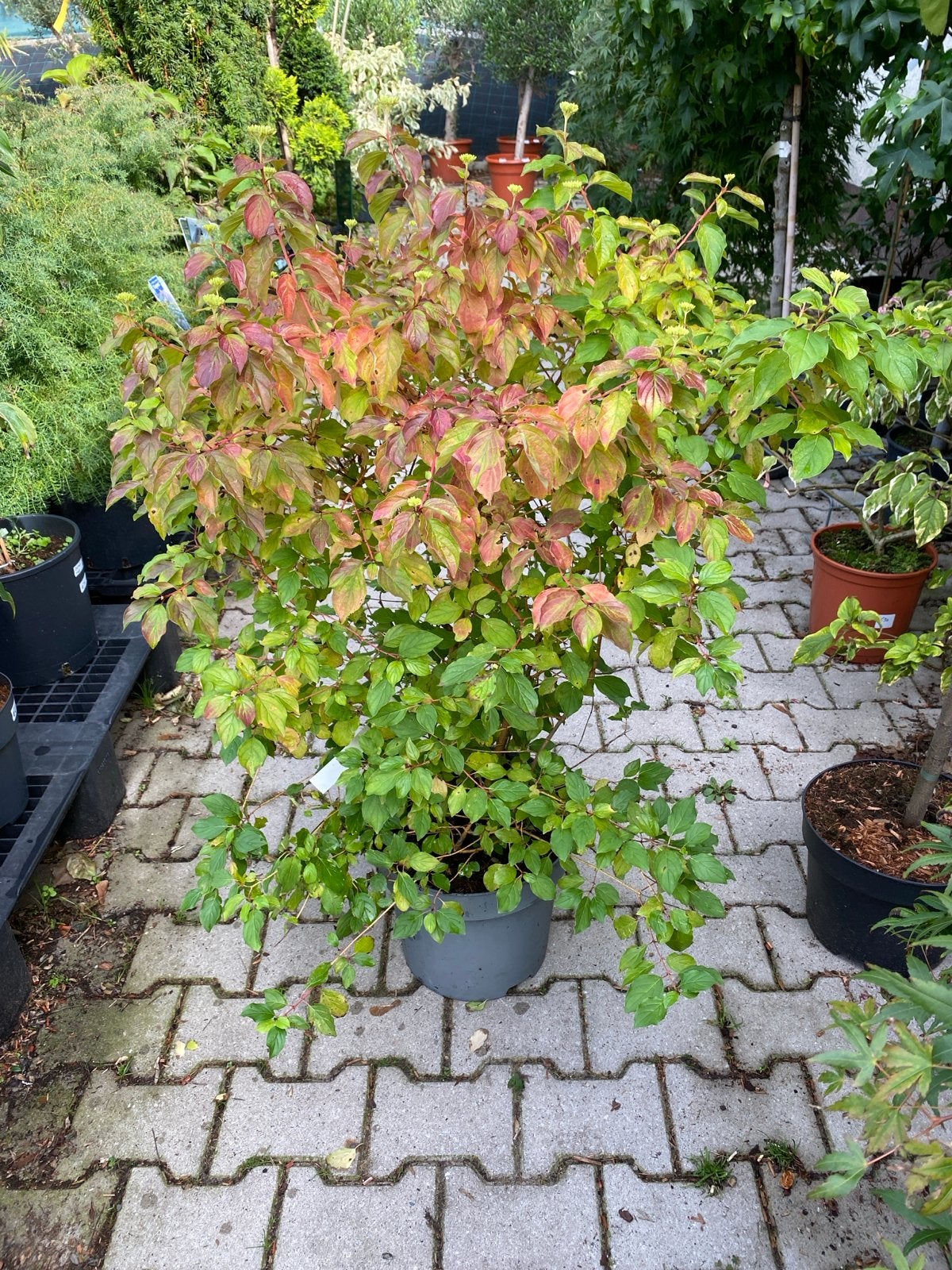 Cornus 'Midwinter Fire' - Decoratieve Kornoelje, Volle zon, Vaste plant, Bloeit niet, Ophalen