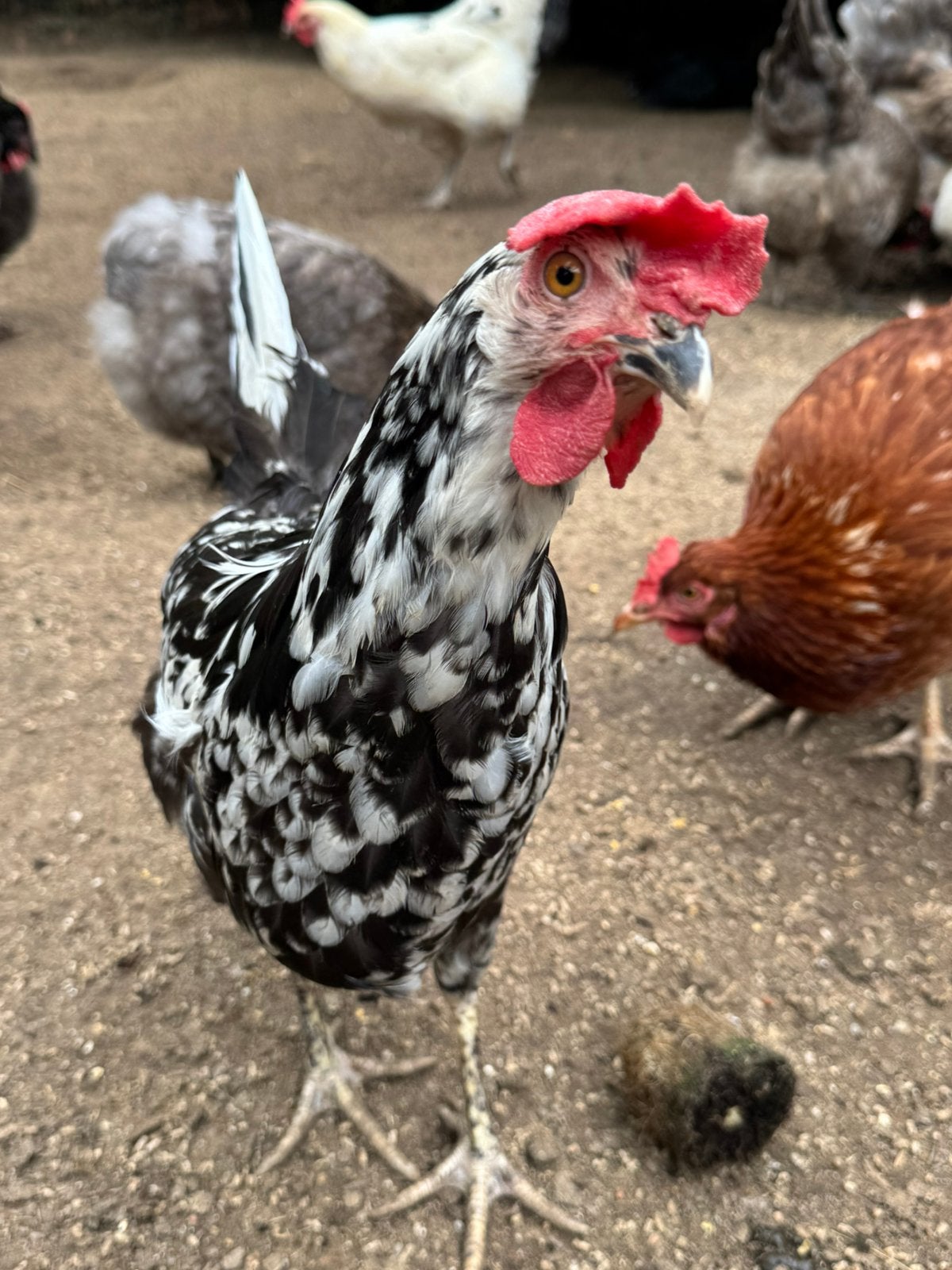 Bonte leghorn hen van 2026., Dieren en Toebehoren, Pluimvee, Vrouwelijk, Kip