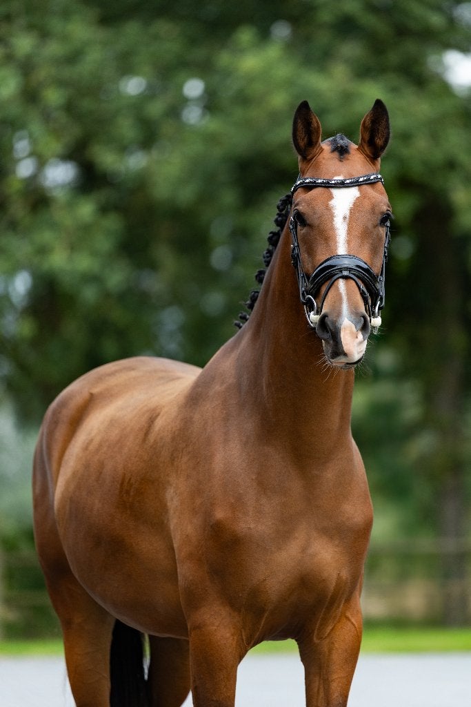 Knappe 3 jarige Extreme u.s. x Ampere, Dieren en Toebehoren, Merrie, Met stamboom, Dressuurpaard, 3 tot 6 jaar
