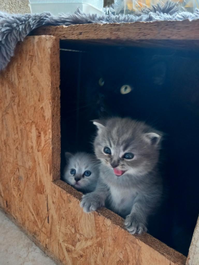 Brits korthaar kittens, Dieren en Toebehoren, Katten en Kittens | Raskatten | Langhaar, Kater