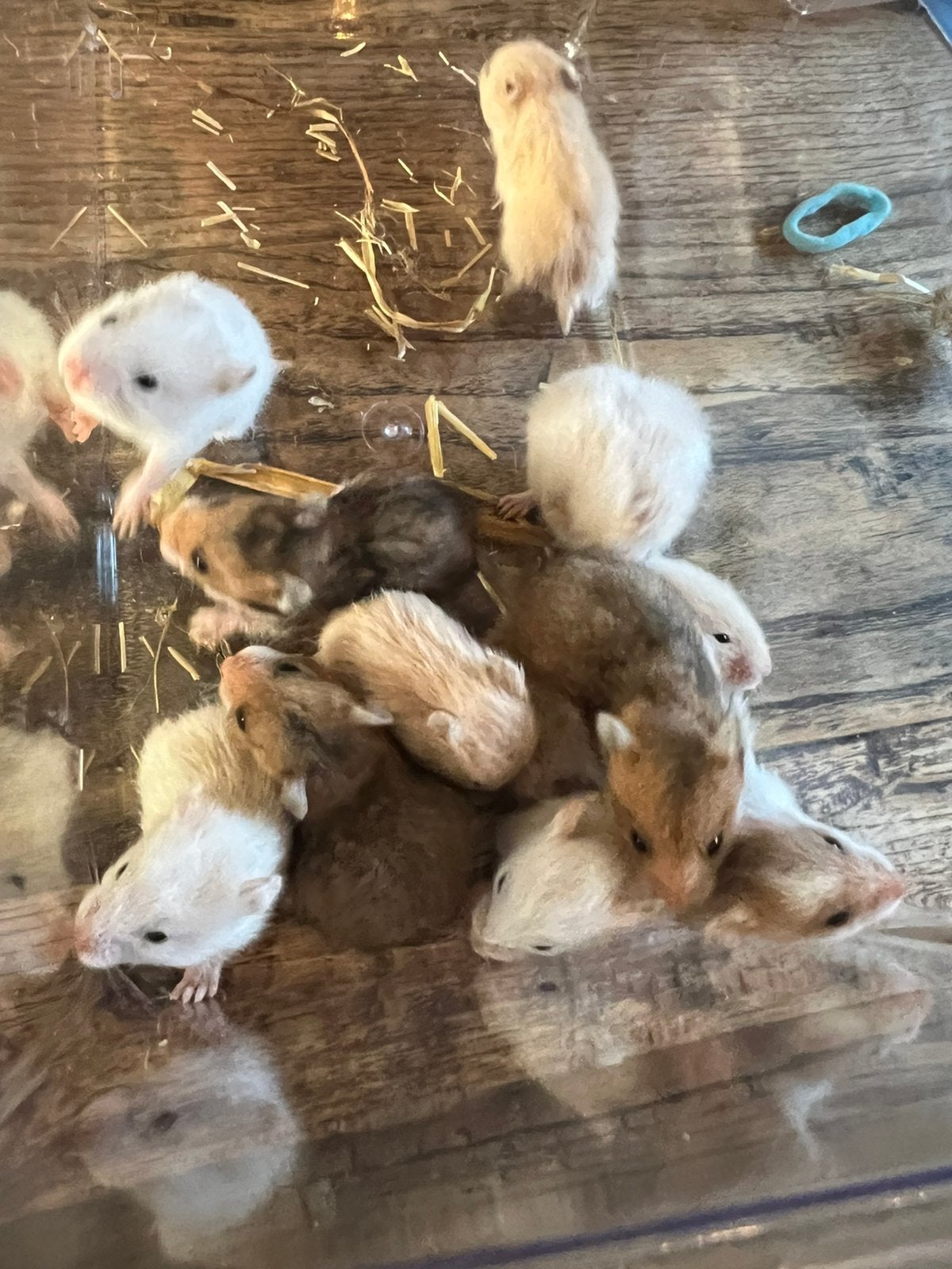 Lieve goudhamsterbaby’s beschikbaar!, Dieren en Toebehoren, Knaagdieren, Hamster, Juni, Meerdere dieren, Tam