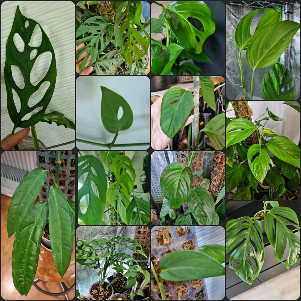 monstera verrassing pakket *stekjes*, Huis en Inrichting, Kamerplanten, Ophalen of Verzenden, Halfschaduw, Minder dan 100 cm
