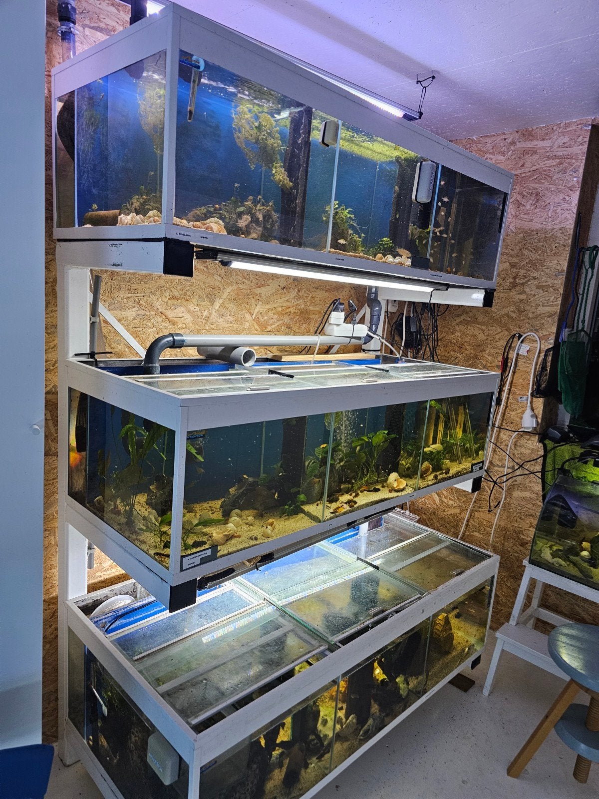 aquariumstelling te koop/ ruil tegen een groot palludarium, Ophalen, Gebruikt, Gevuld zoetwateraquarium