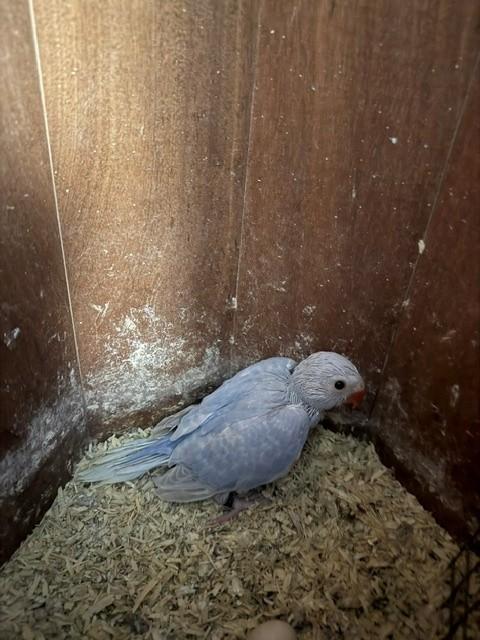 Halsband parkiet violetlacewing jong van 2026, Dieren en Toebehoren, Meerdere dieren, Parkiet, Geringd