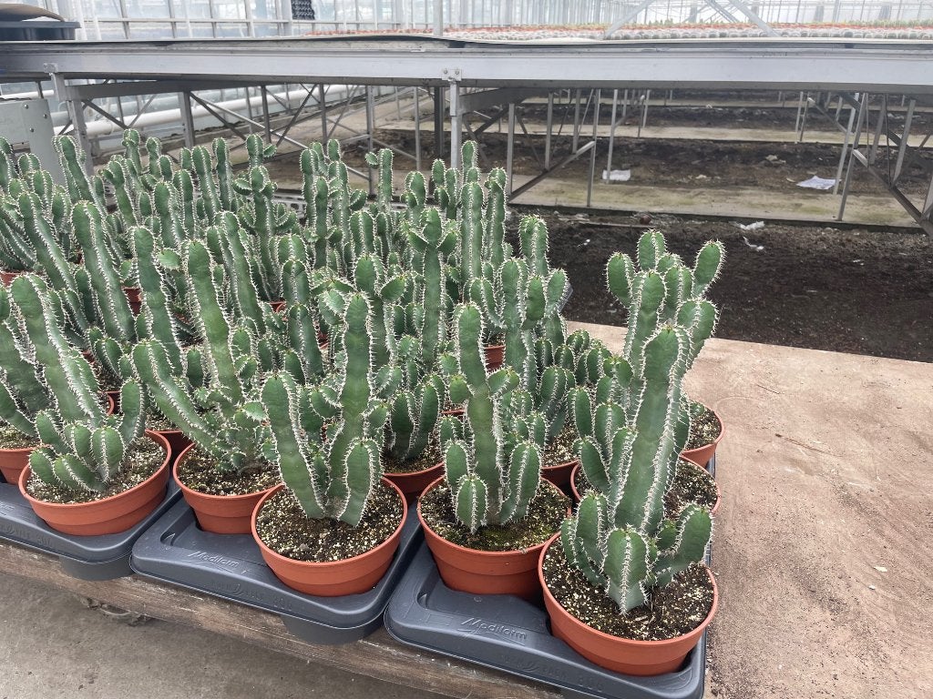 Cactus Euphorbia Polyacantha 17 cm pot totale hoogte 39cm, Huis en Inrichting, Minder dan 100 cm, Bloeiende kamerplant, Halfschaduw