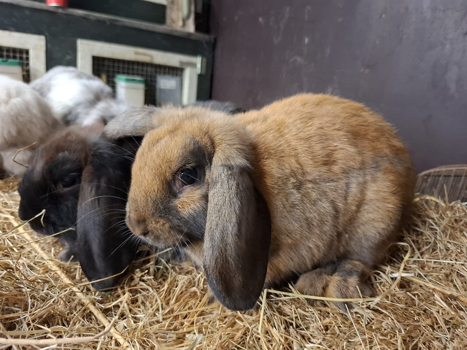 Hangoor Dwerg konijntjes, Dieren en Toebehoren, Konijnen, Meerdere dieren, Dwerg, Hangoor