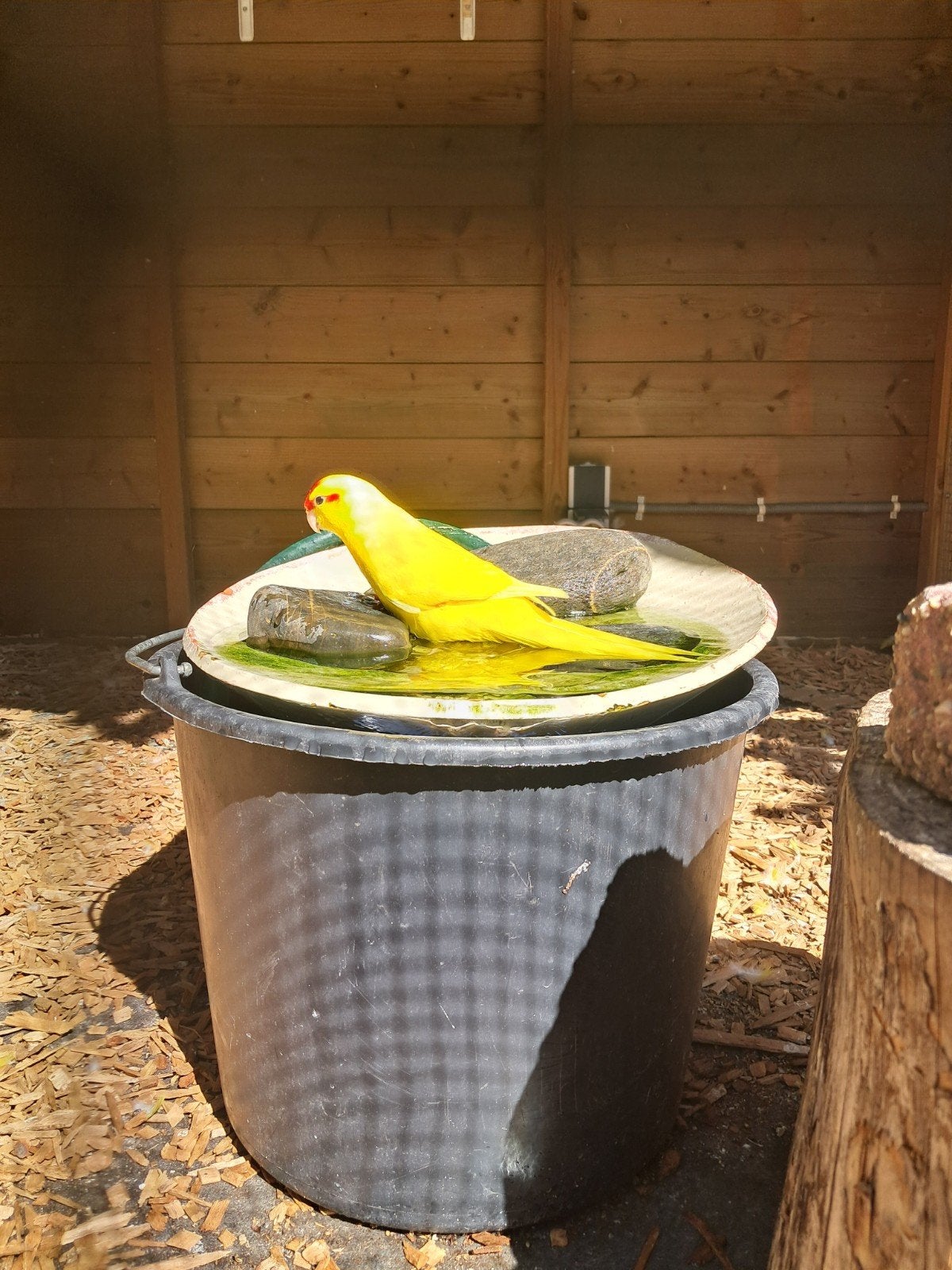 jonge kakariki's, Meerdere dieren, Parkiet, Geringd