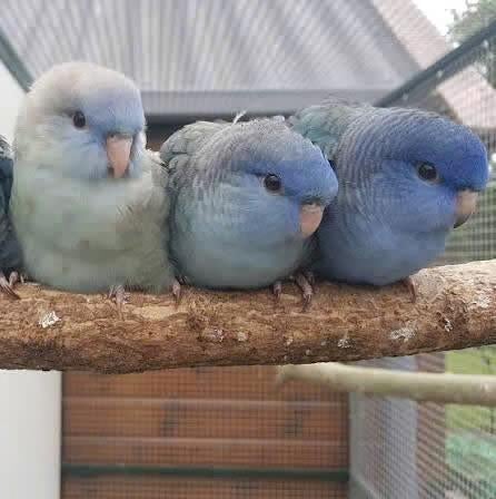 Gezocht catharina parkiet (linnie) jong, Dieren en Toebehoren, Vogels | Parkieten en Papegaaien, Mannelijk, Parkiet