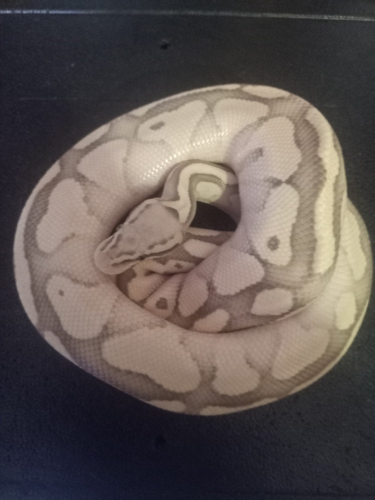 1.0 python regius - Desert Ghost Butter Pastel Ball Python - male for sale from Norah Murray