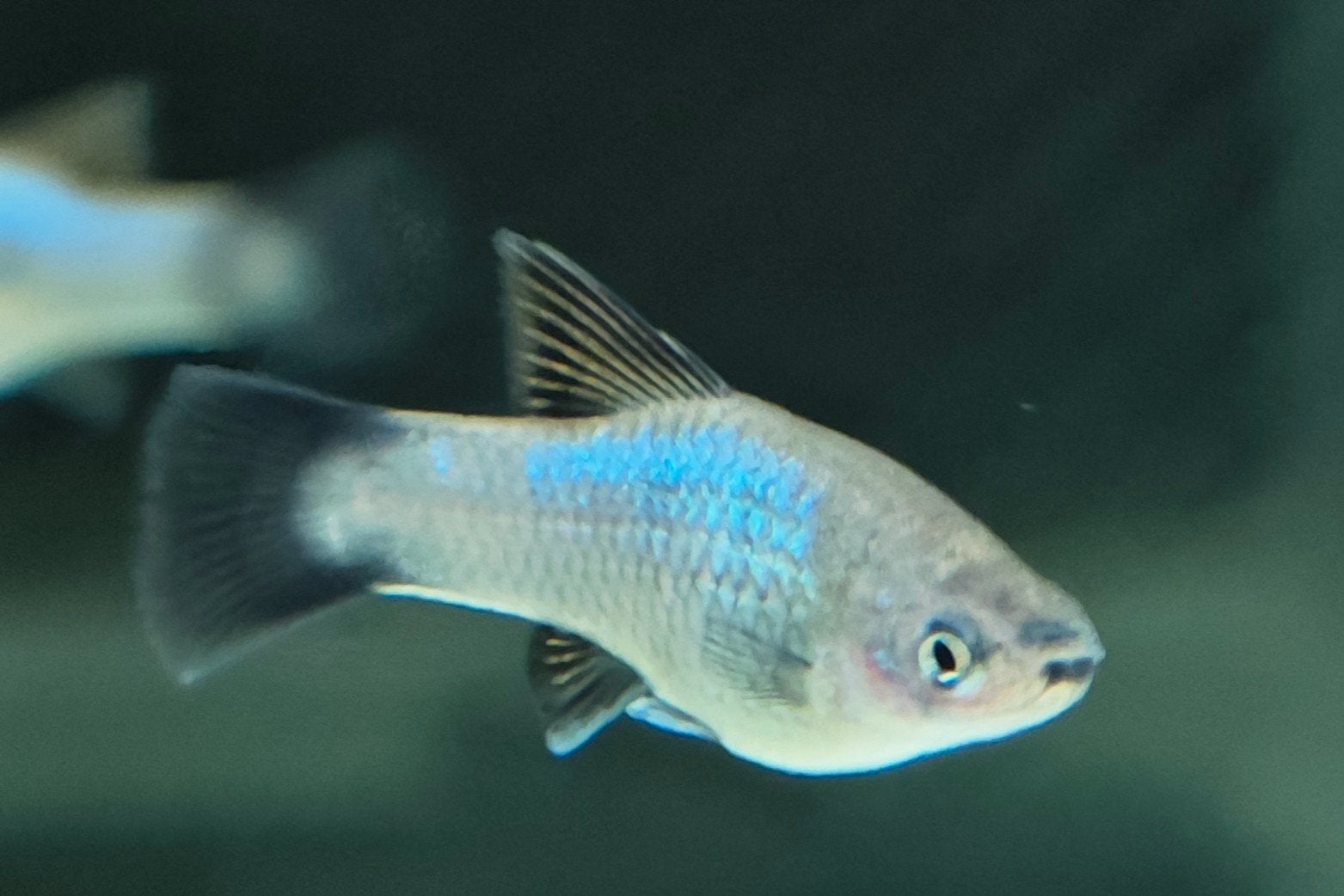 Blauwe Platy’s eigen kweek – Blue Platy / Blue Platies, Dieren en Toebehoren, Vissen | Aquariumvissen, Zoetwatervis, Vis