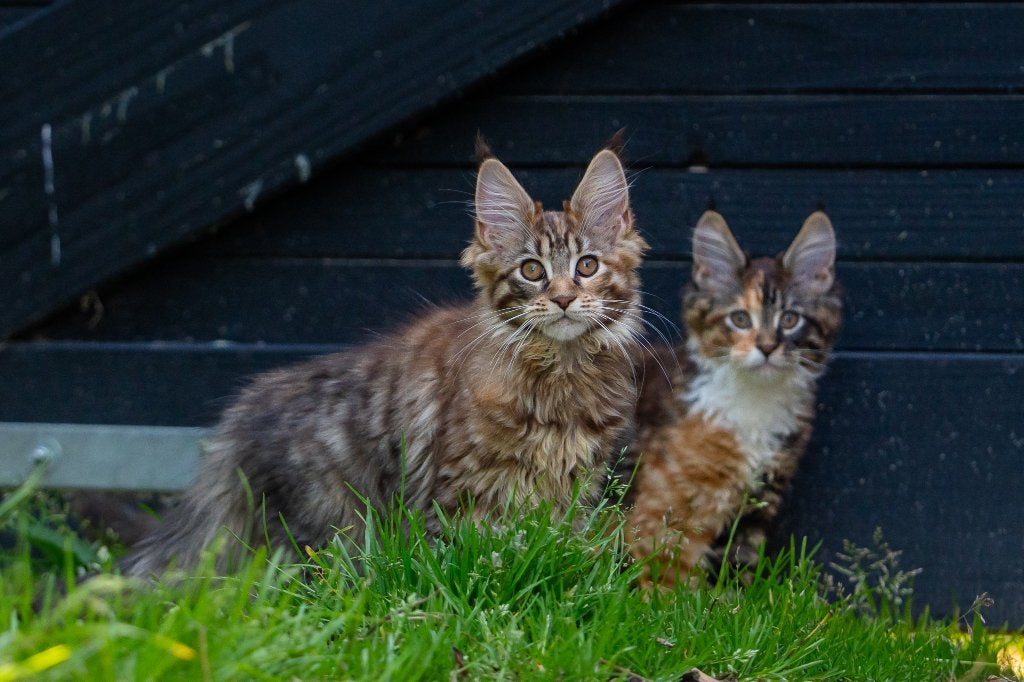 Maine Coon kittens met stamboom, volledig gevaccineerd, Meerdere dieren, Met stamboom, 0 tot 2 jaar
