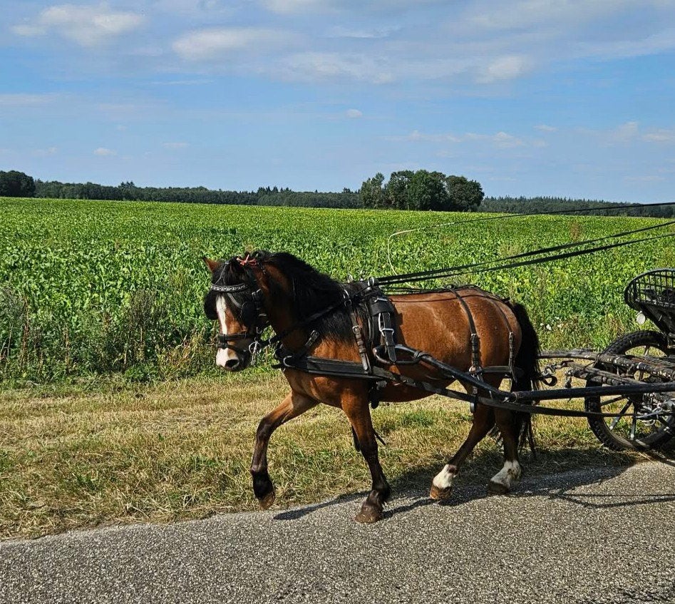 Welsh a menpony, Dieren en Toebehoren, Merrie, A pony (tot 1.17m)