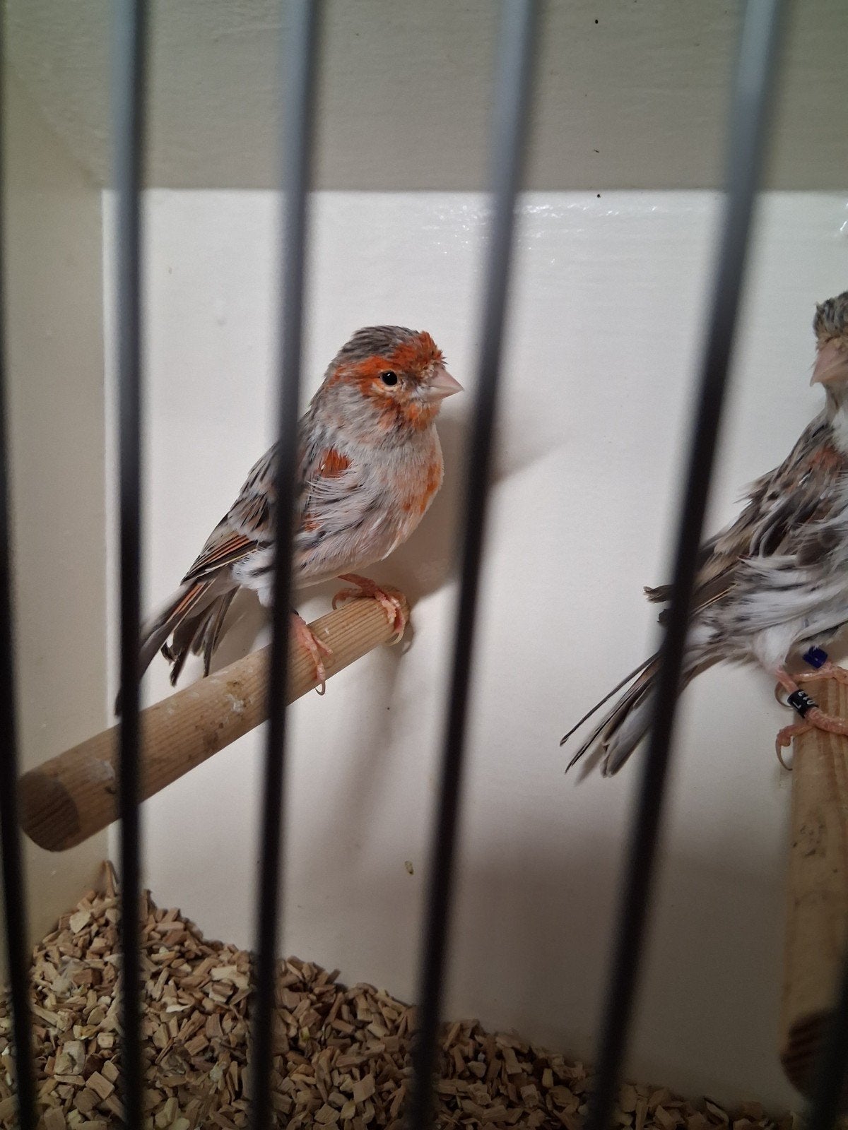 mooi koppel rood agaat mozaiek kanaries, Dieren en Toebehoren, Meerdere dieren, Kleurkanarie