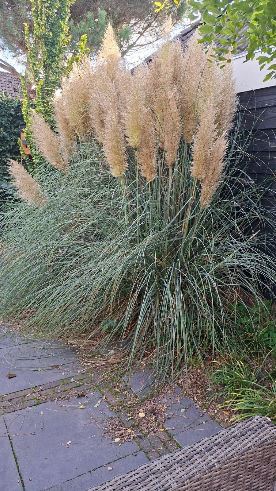 Grote Pampasgras (Cortaderia selloana), Ophalen, Siergrassen, Volle zon