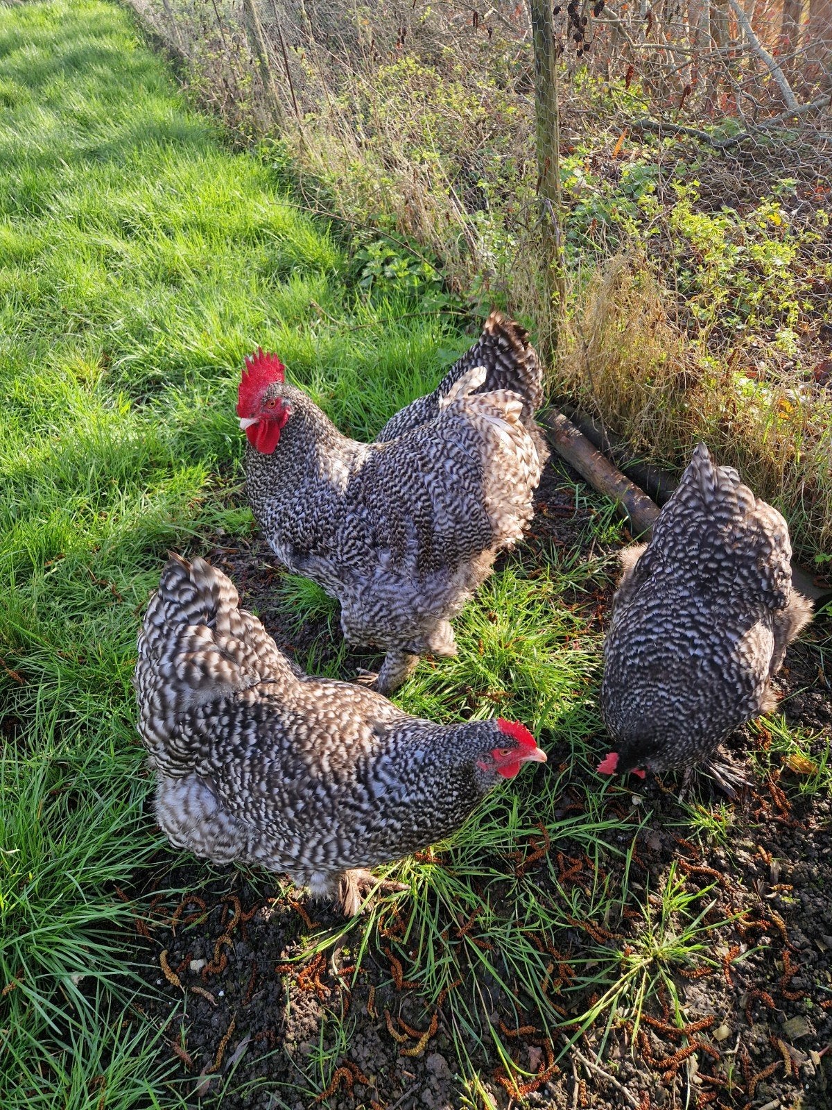 Mechelsekoekoek, Dieren en Toebehoren, Meerdere dieren, Kip
