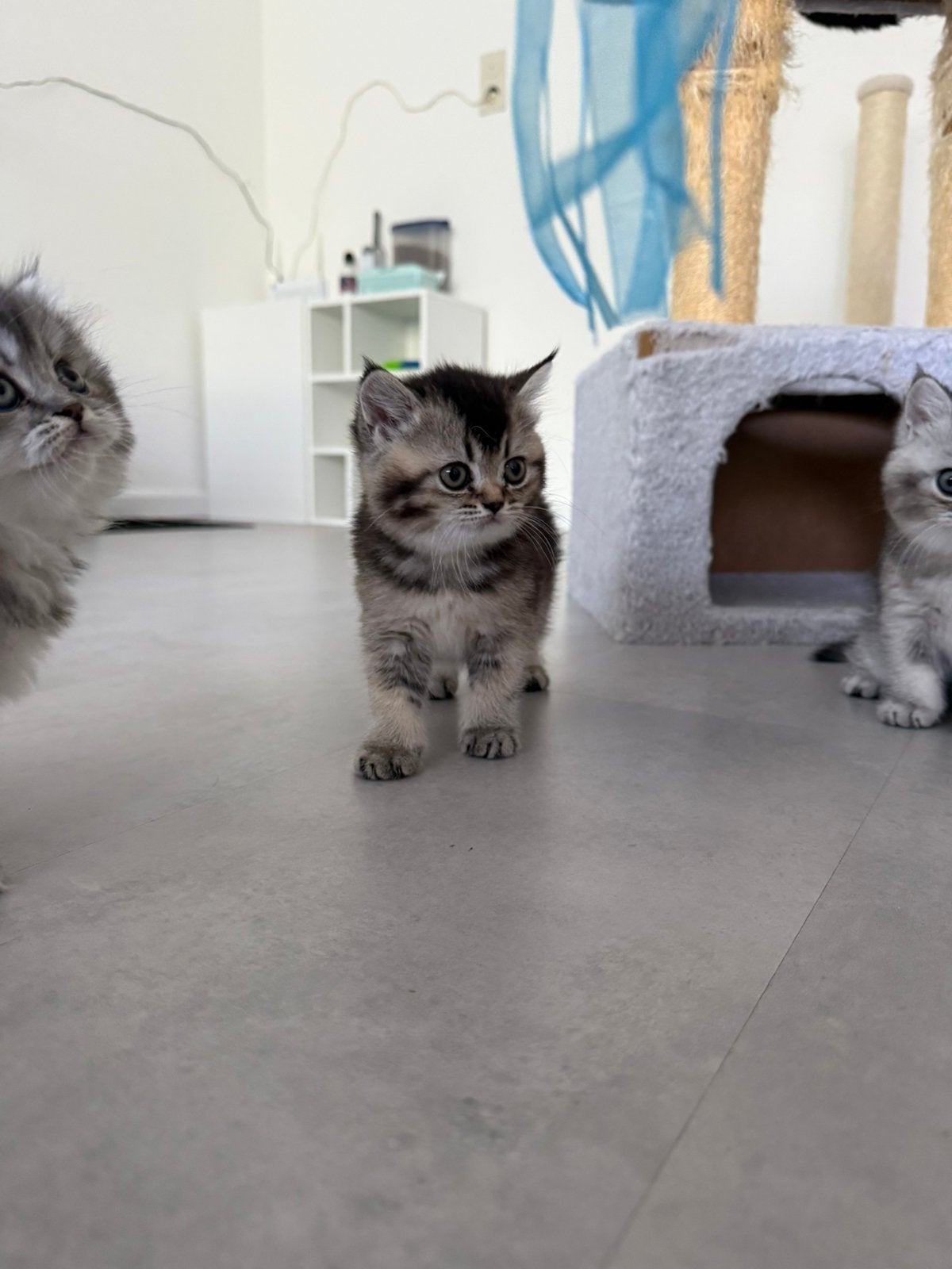 Britse korthaar / langhaar kittens, Dieren en Toebehoren, Katten en Kittens | Raskatten | Korthaar, Meerdere dieren, Ontwormd