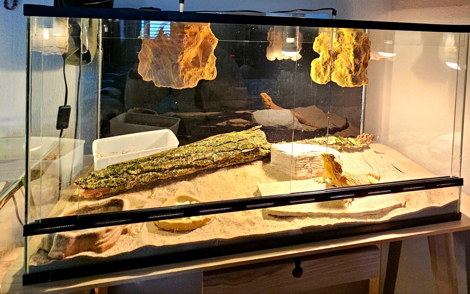 Baardagaam - Vrouw - Oranje - INCL Terrarium 100-40-50. Bearded Dragon photo 14