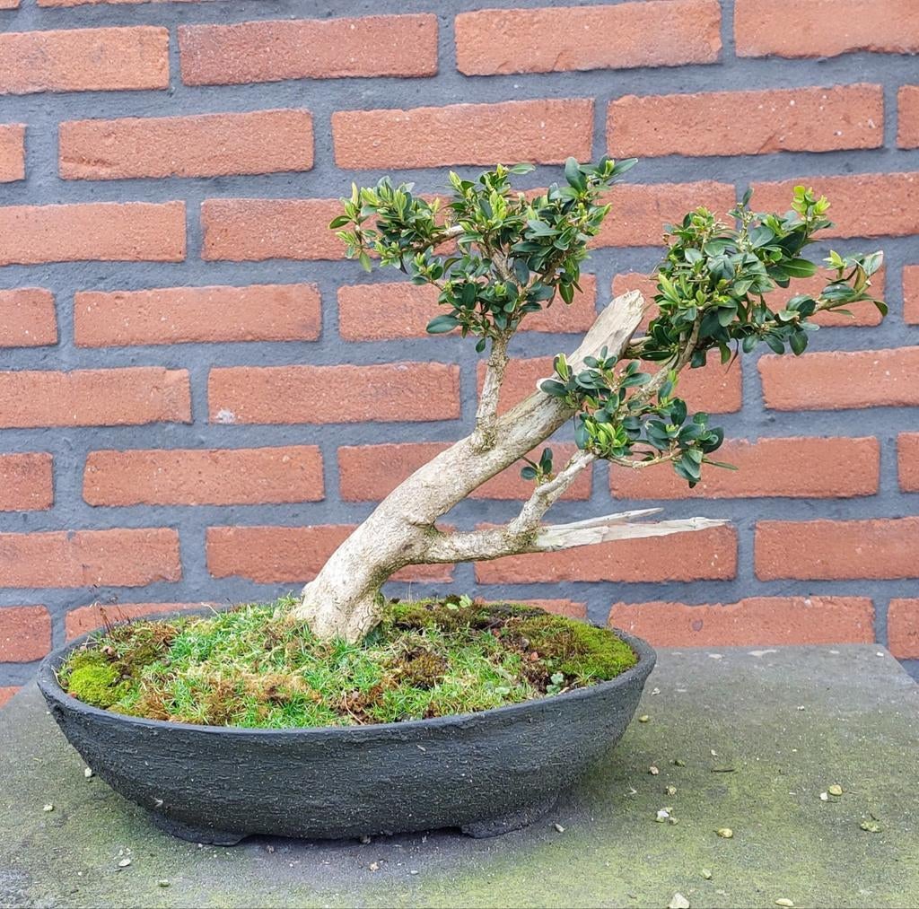 Bonsai Buxus 30 jaar, Ophalen of Verzenden, Overige soorten, Volle zon
