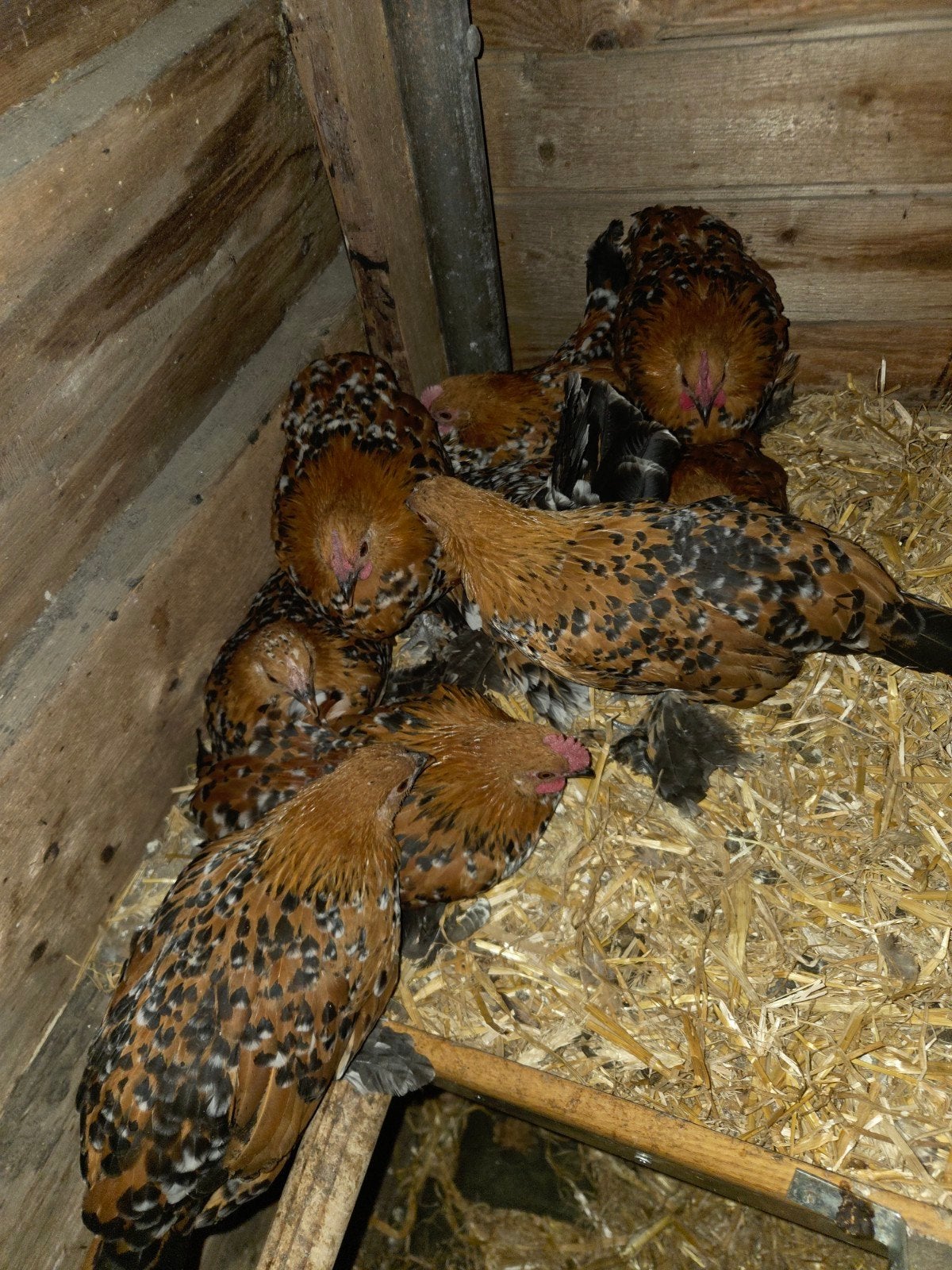 kriel, Dieren en Toebehoren, Pluimvee, Mannelijk