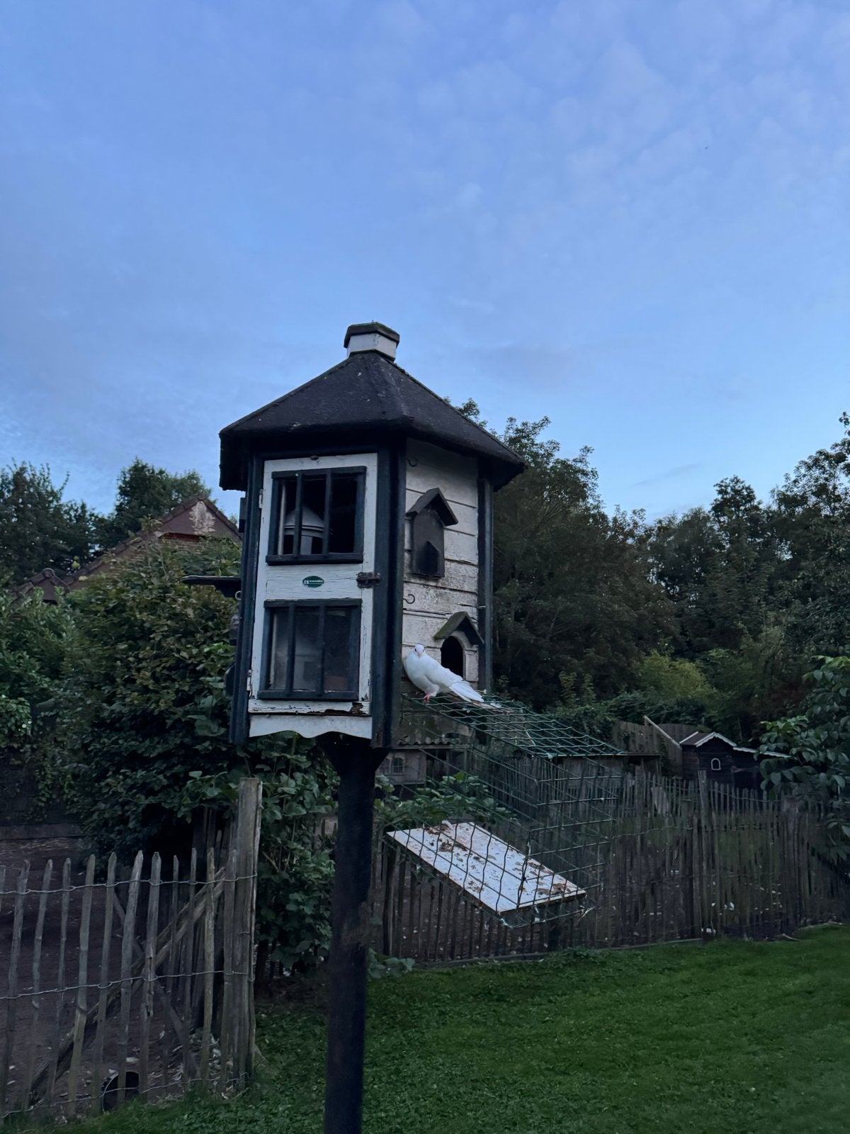 Witte pauwstaart doffer., Dieren en Toebehoren, Mannelijk