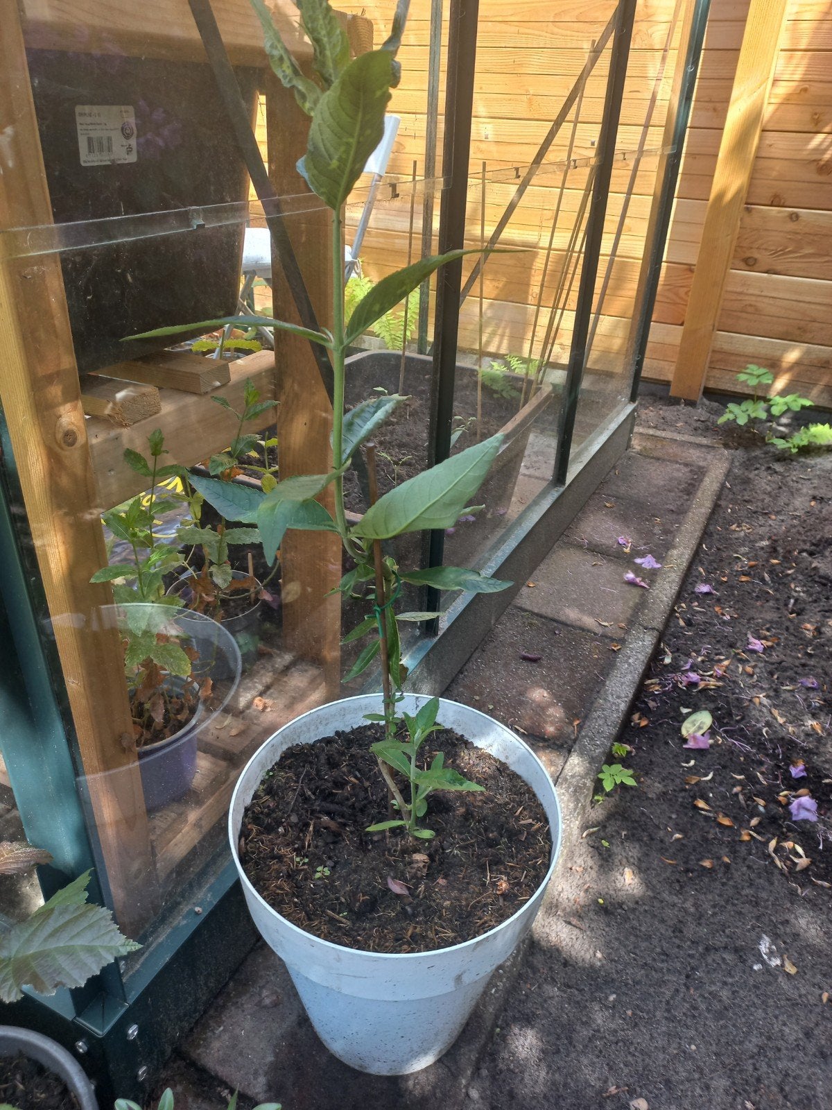 Vlinderstruik stek 3 jaar oud, incl. pot, Tuin en Terras, Vaste plant, Halfschaduw, Zomer, Ophalen