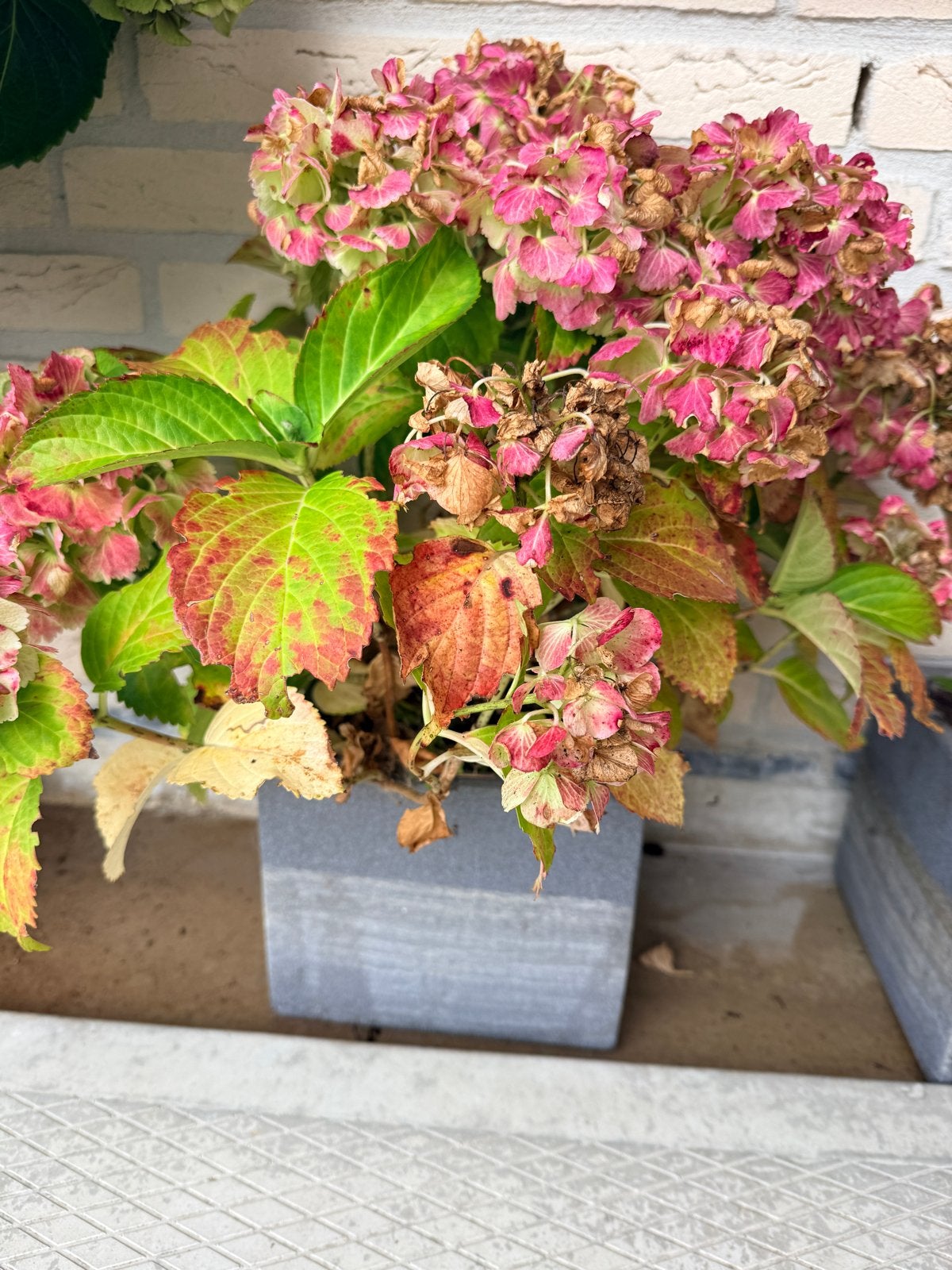 Hortensia's in pot: wit, rood/wit/blauw en stekken, Overige soorten, Vaste plant, Ophalen of Verzenden, Halfschaduw