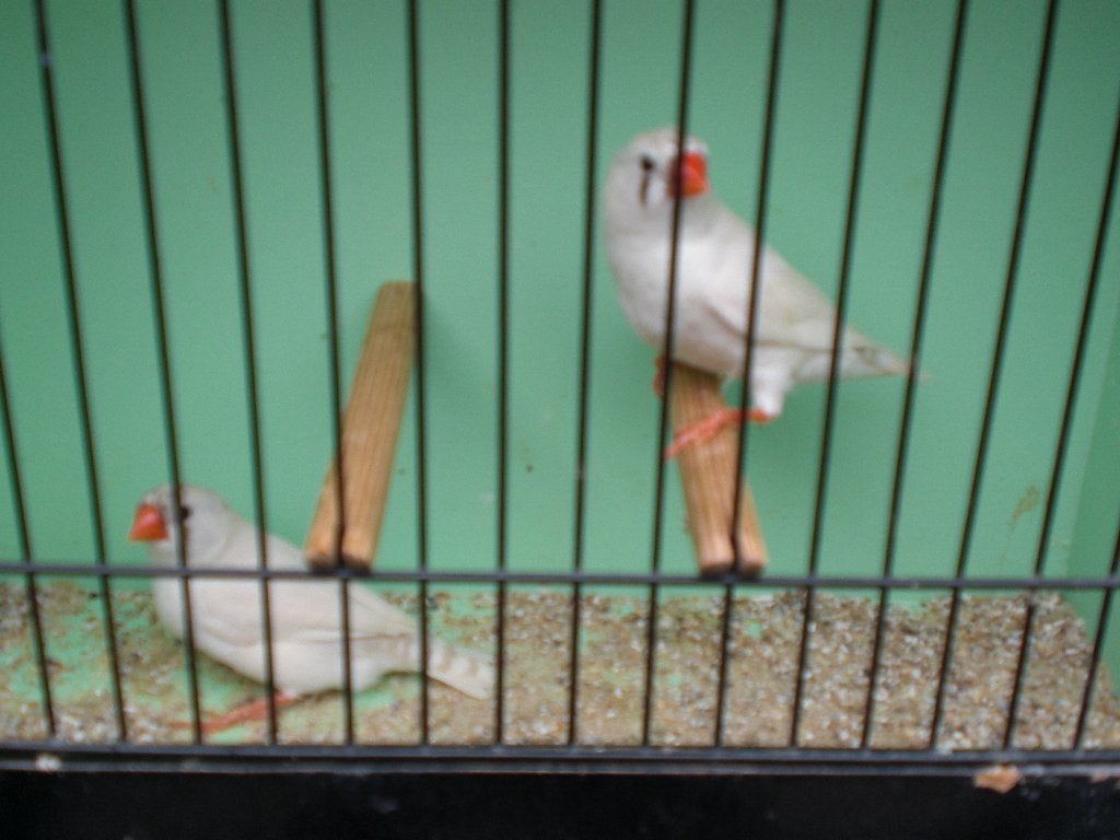 div, kleine zebravinken, Meerdere dieren, Tropenvogel