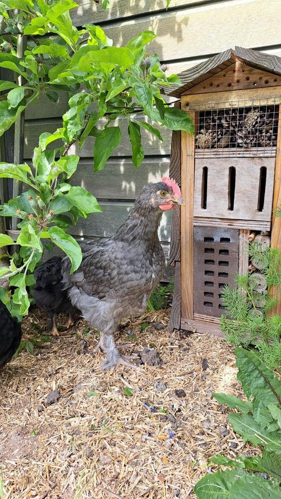 Maran hanen, Dieren en Toebehoren, Pluimvee, Mannelijk, Kip