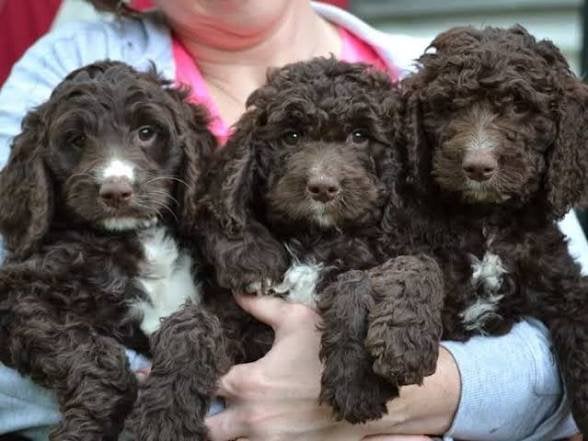 Verwacht nestje Sproodle pups, Overige rassen, 8 tot 15 weken, Parvo, Meerdere