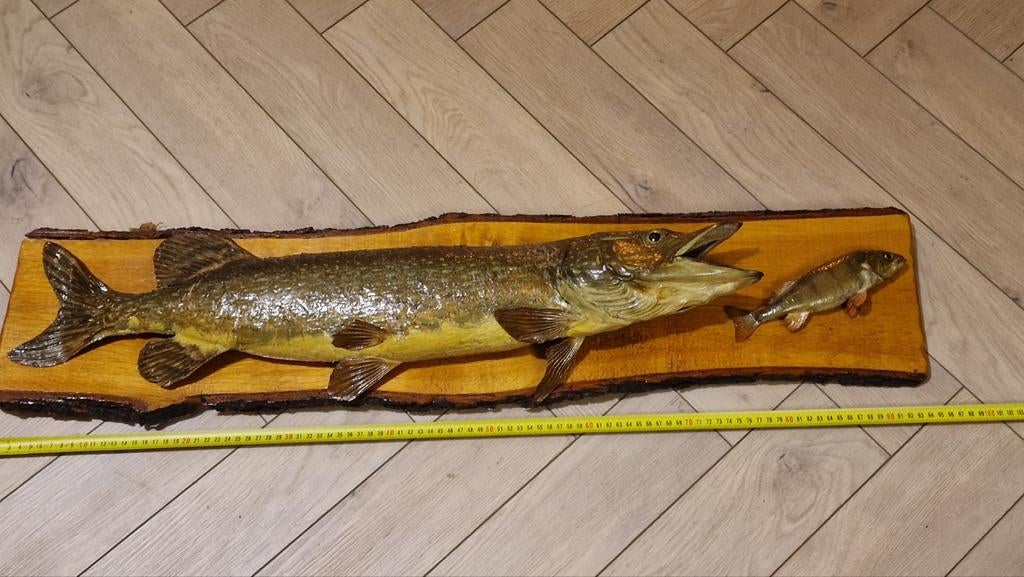 opgezette snoek met baars taxidermie, Verzamelen, Dierenverzamelingen, Ophalen of Verzenden, Vogel, Opgezet dier