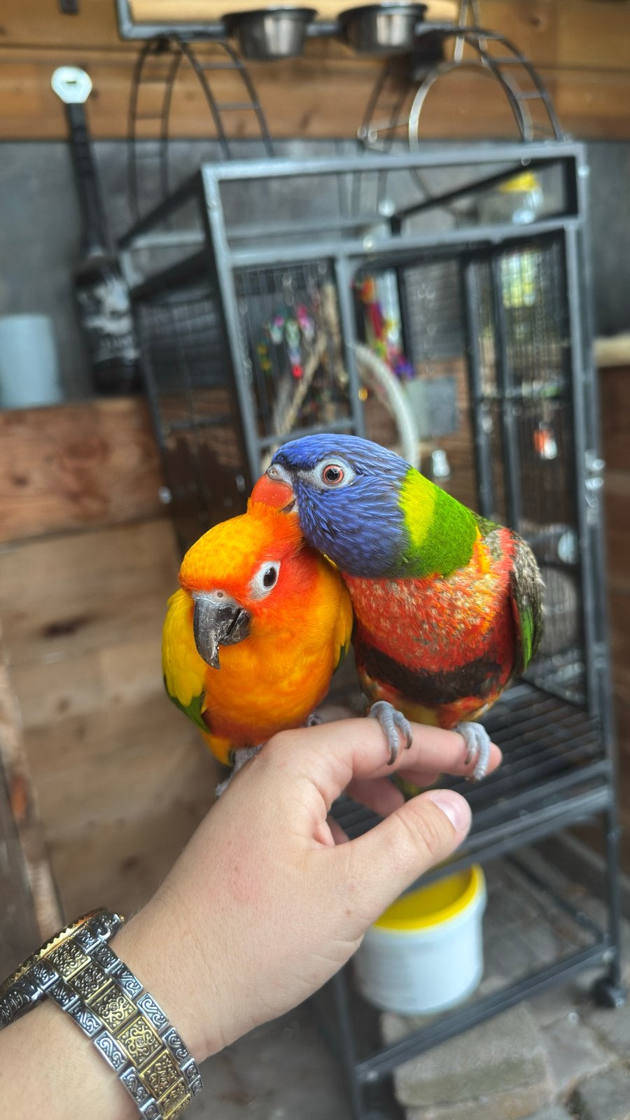 Zonparkiet Lori van de blauwe bergen, Meerdere dieren, Tam
