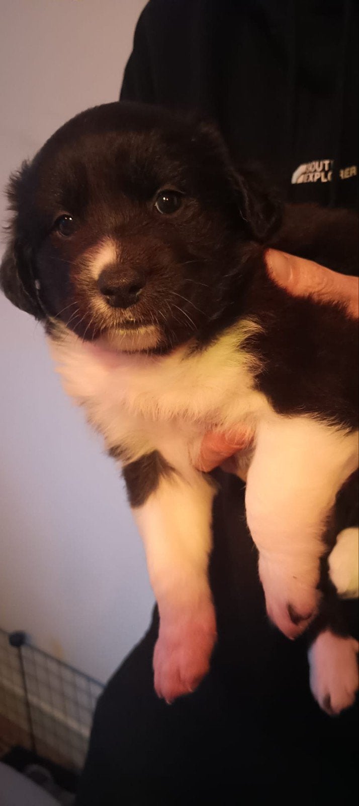 Pups rottweiler/husky/kruising, 8 tot 15 weken, Meerdere, Meerdere dieren, Nederland
