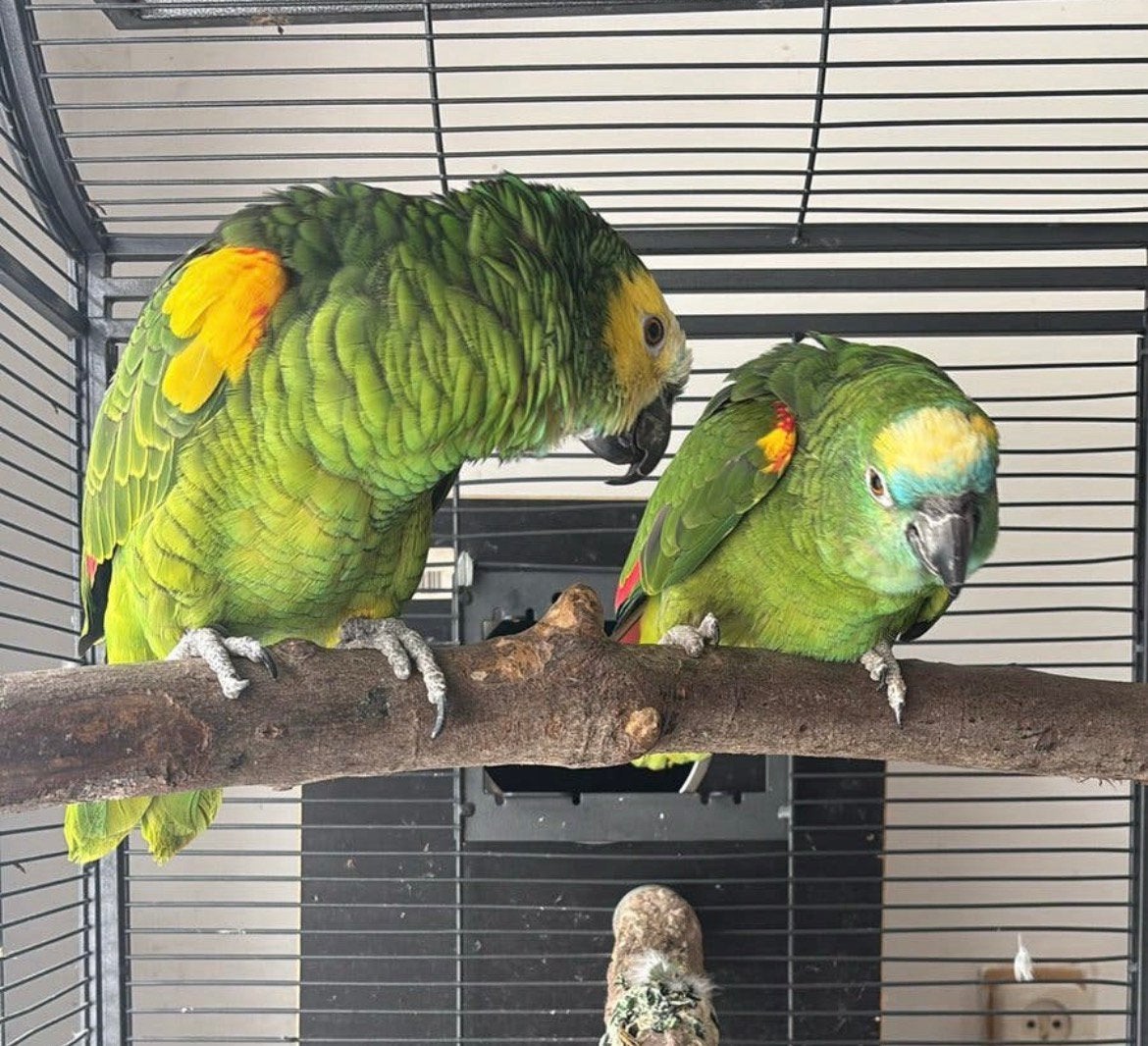 Bewezen Blauwvoorhoofd Geelvleugel Amazone, Meerdere dieren, Papegaai, Tam