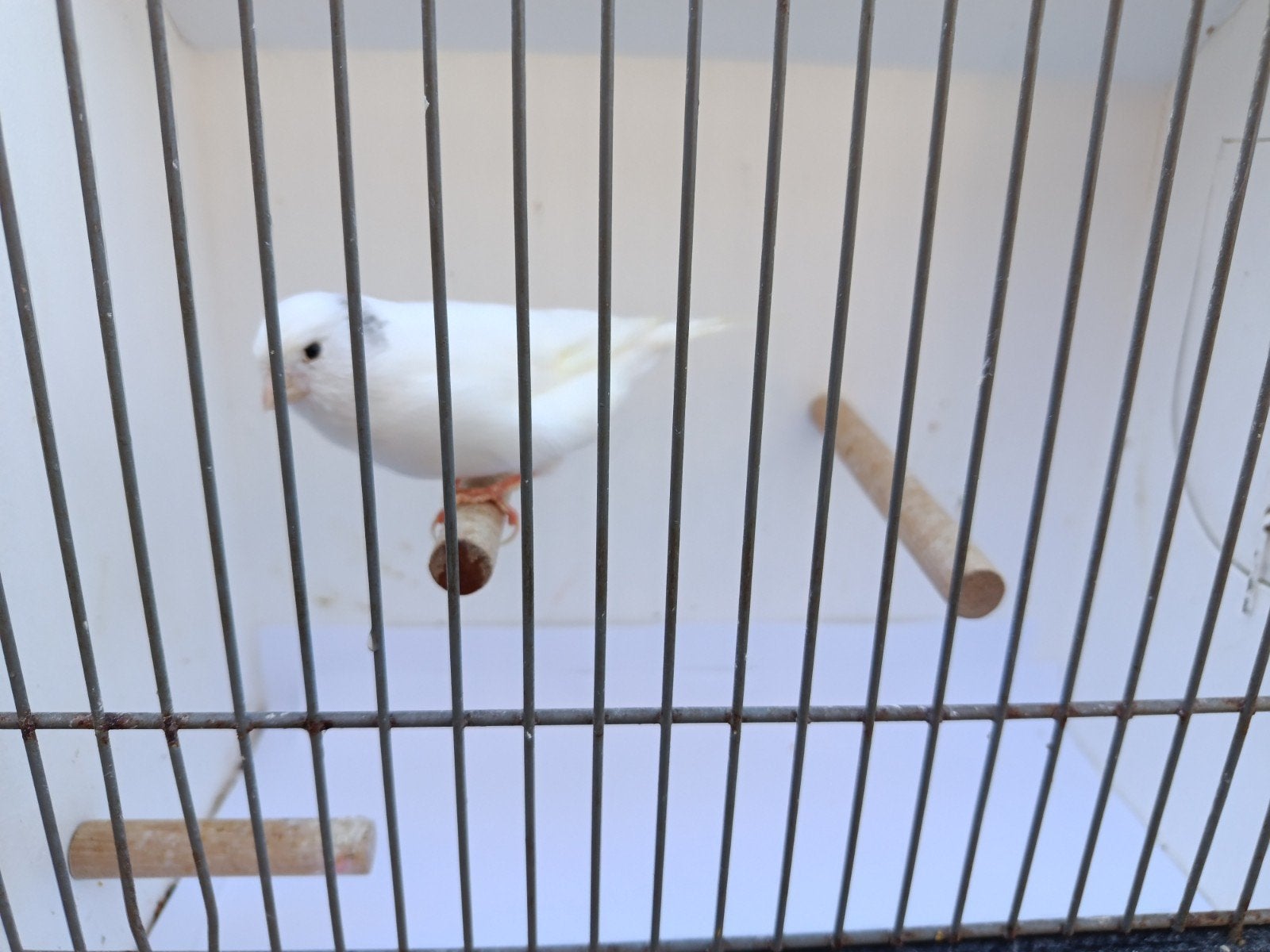 te koop kanarie pop, Dieren en Toebehoren, Vrouwelijk, Kleurkanarie