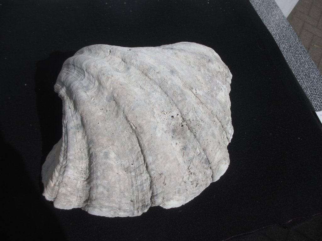 Grote doopvont schelp Tridacna Gigas antiek min. 150 jr 37cm, Ophalen of Verzenden, Schelp(en)